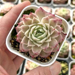 多肉植物 エケベリア オンスロー錦 7.5cmポット苗 : ハニーミント