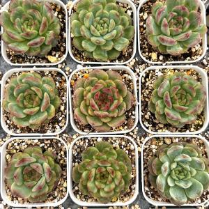 多肉植物 エケベリア マウントフジ 7.5cmポット苗