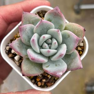 多肉植物 パキフィツム ホワイトデュー 7.5cmポット苗 : ハニーミント