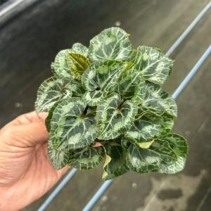 【当店農場生産】シクラメン ジックス ワインレ...の詳細画像1