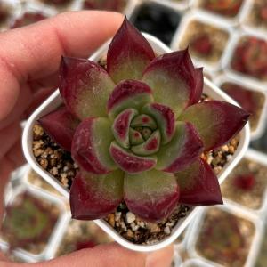 多肉植物 エケベリア ケイエン 7.5cmポット苗の商品画像