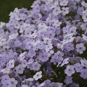 【当店農場生産】フロックス オープニングアクト ピンクアドット PW 12cmポット苗（芽吹き苗） ペレニアル（宿根草・多年草）