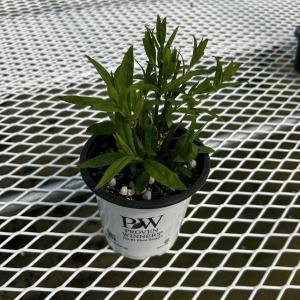 【当店農場生産】フロックス オープニングアクト...の詳細画像3
