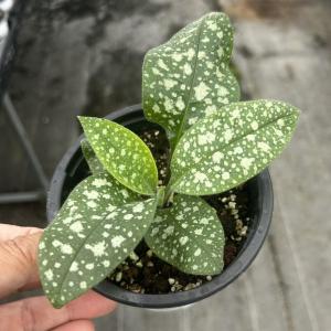 【当店農場生産】プルモナリア ピンクアブルー ...の詳細画像2