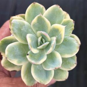 多肉植物 エケベリア エレガンス錦 7.5cmポット苗
