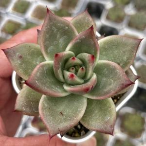 多肉植物 エケベリア ビューティーウィスパー 7...の商品画像
