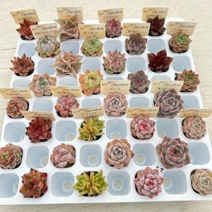 多肉植物 プラグ苗16種類32個セットの詳細画像1