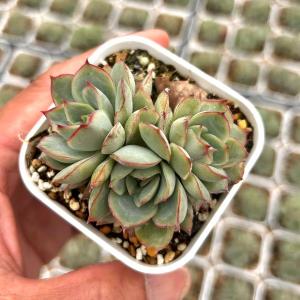 多肉植物 エケベリア オード 7.5cmポット苗 : ハニーミント - 通販