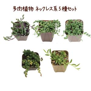 多肉植物 ネックレス系5種セット 6/7更新