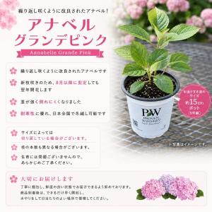 【当店農場生産】PWシュラブ アナベル グラン...の詳細画像2