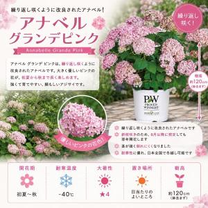 【当店農場生産】PWシュラブ アナベル グラン...の詳細画像1