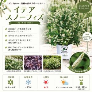 【当店農場生産】PWシュラブ イテア スノーフ...の詳細画像1