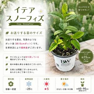 【当店農場生産】PWシュラブ イテア スノーフ...の詳細画像2
