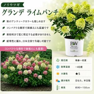 【当店農場生産】PWシュラブ ノリウツギ グラ...の詳細画像1