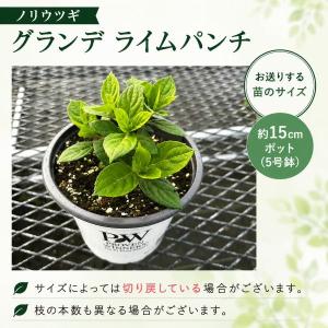 【当店農場生産】PWシュラブ ノリウツギ グラ...の詳細画像2