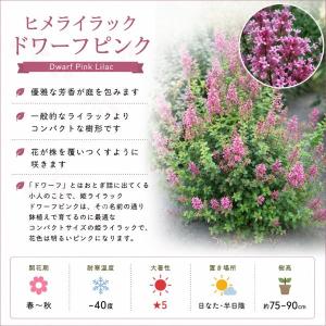 【当店農場生産】PWシュラブ 姫ライラック ド...の詳細画像1