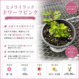 【当店農場生産】PWシュラブ 姫ライラック ド...の詳細画像2