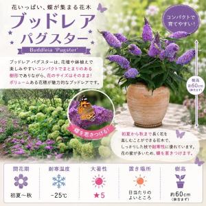 【当店農場生産】PWシュラブ ブッドレア ペグ...の詳細画像1