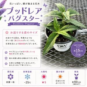 【当店農場生産】PWシュラブ ブッドレア ペグ...の詳細画像2