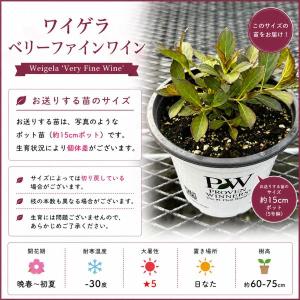 【当店農場生産】PWシュラブ ワイゲラ ベリー...の詳細画像2