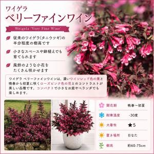 【当店農場生産】PWシュラブ ワイゲラ ベリー...の詳細画像1