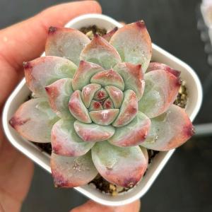 多肉植物 エケベリア コロラータ 7.5cmポット苗