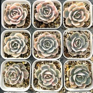 多肉植物 エケベリア ブルーサプライズ錦 7.5...の商品画像