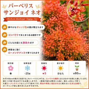 【当店農場生産】PWシュラブ バーベリス サン...の詳細画像1
