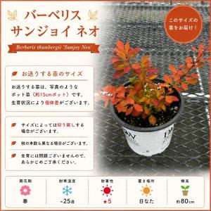 【当店農場生産】PWシュラブ バーベリス サン...の詳細画像2