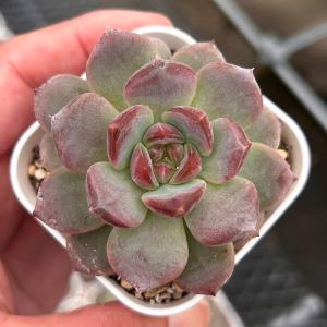多肉植物 エケベリア レッドアンバー 7.5cmポット苗