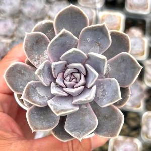 多肉植物 エケベリア ハンバーガー 7.5cmポット苗