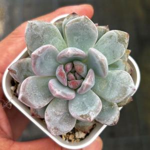多肉植物 エケベリア オレンジドリーム 7.5c...の商品画像