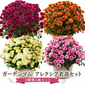 【当店農場生産】ガーデンマム アレクシア 4種類4鉢セット 9cmポット苗 耐寒性多年草
