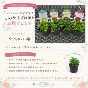 【当店農場生産】ガーデンマム アレクシア 4種...の詳細画像2