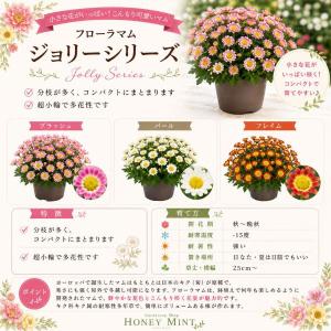 【当店農場生産】フローラマム ジョリー ブラッ...の詳細画像3