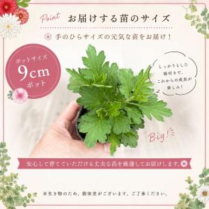 【当店農場生産】フローラマム ジョリー フレイ...の詳細画像3
