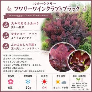 【当店農場生産】PWシュラブ スモークツリー ...の詳細画像1