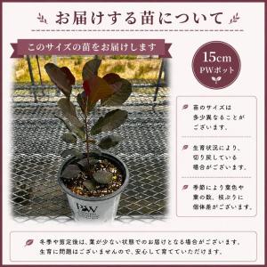【当店農場生産】PWシュラブ スモークツリー ...の詳細画像2
