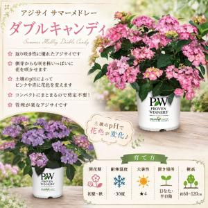 【当店農場生産】PWシュラブ アジサイ サマー...の詳細画像1