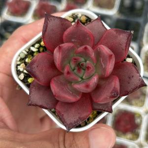 多肉植物 エケベリア ピーコックブルー 7.5c...の商品画像