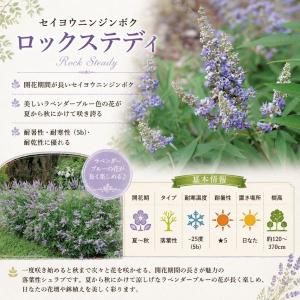 【当店農場生産】PWシュラブ セイヨウニンジン...の詳細画像1
