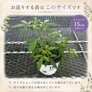 【当店農場生産】PWシュラブ セイヨウニンジン...の詳細画像2