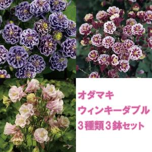 【当店農場生産】変わり咲き!おだまき ウィンキー...の商品画像
