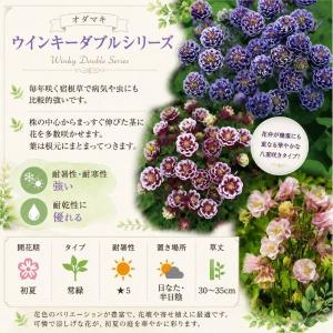 【当店農場生産】変わり咲き!おだまき ウィンキ...の詳細画像1