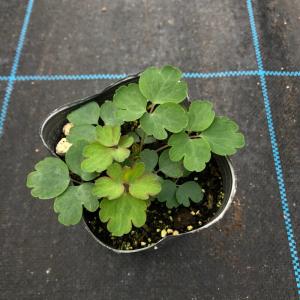【当店農場生産】変わり咲き!おだまき ウィンキ...の詳細画像2
