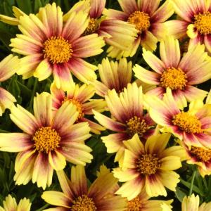 【当店農場生産】コレオプシス ソランナ サンセットバースト 9cmポット苗 耐寒性多年草