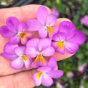 【当店農場生産】ビオラ リトルコニー シルキーピンク（花なし苗） 9cmポット苗 花壇や寄せ植えに♪