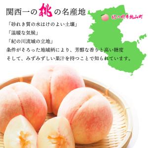 あら川の桃 あらかわ もも お中元 御中元 日...の詳細画像3