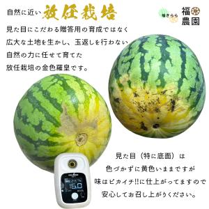 期間限定 セール 石川県 金色羅皇 2玉 計約...の詳細画像4