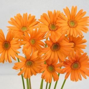 切り花 ガーベラ 5本 切花 生花 お色おまかせ 【JF】 [切り花/ガーベラ5本]